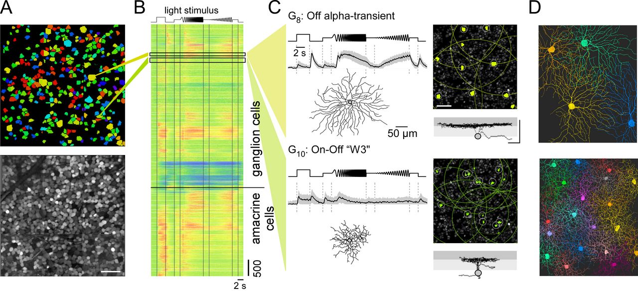 Example: Functional and morphological characterization of retinal ganglion cells in the mouse.