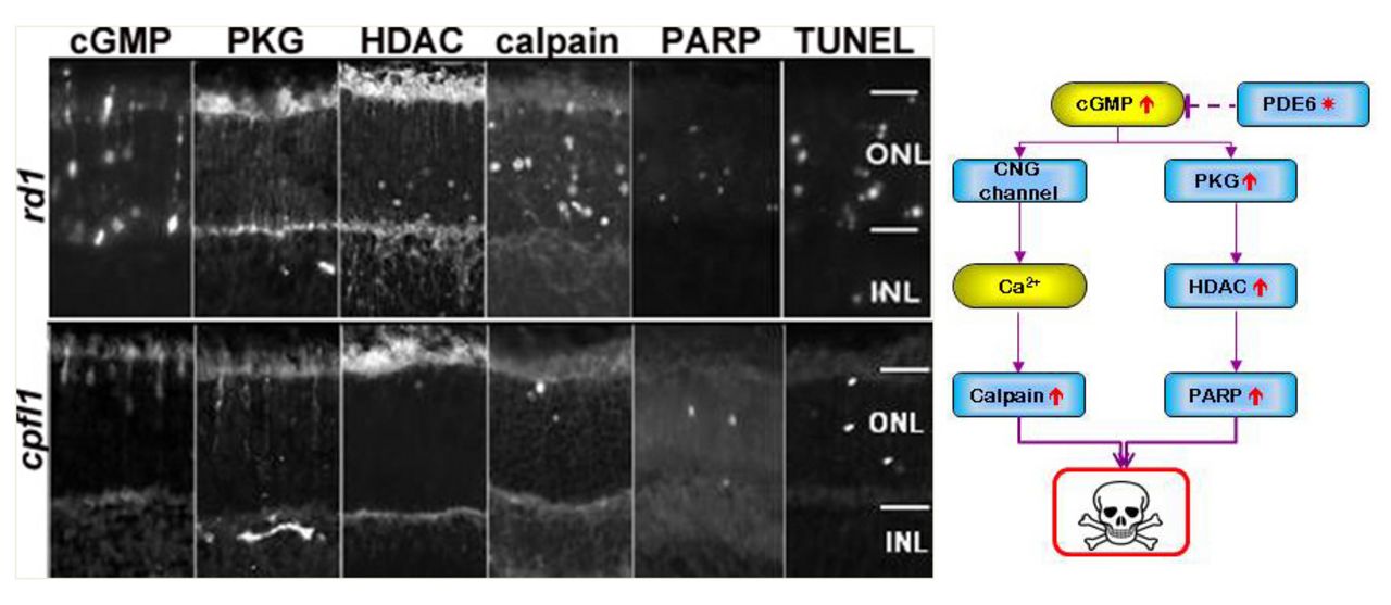 Figure 1. Primary rod and cone degeneration is governed by the same cell death mechanism: Left: Protein activities and markers for non-apoptotic processes in rd1 rod and cpfl1 cone degeneration. Both primary rod and cone degeneration appear to use the sam