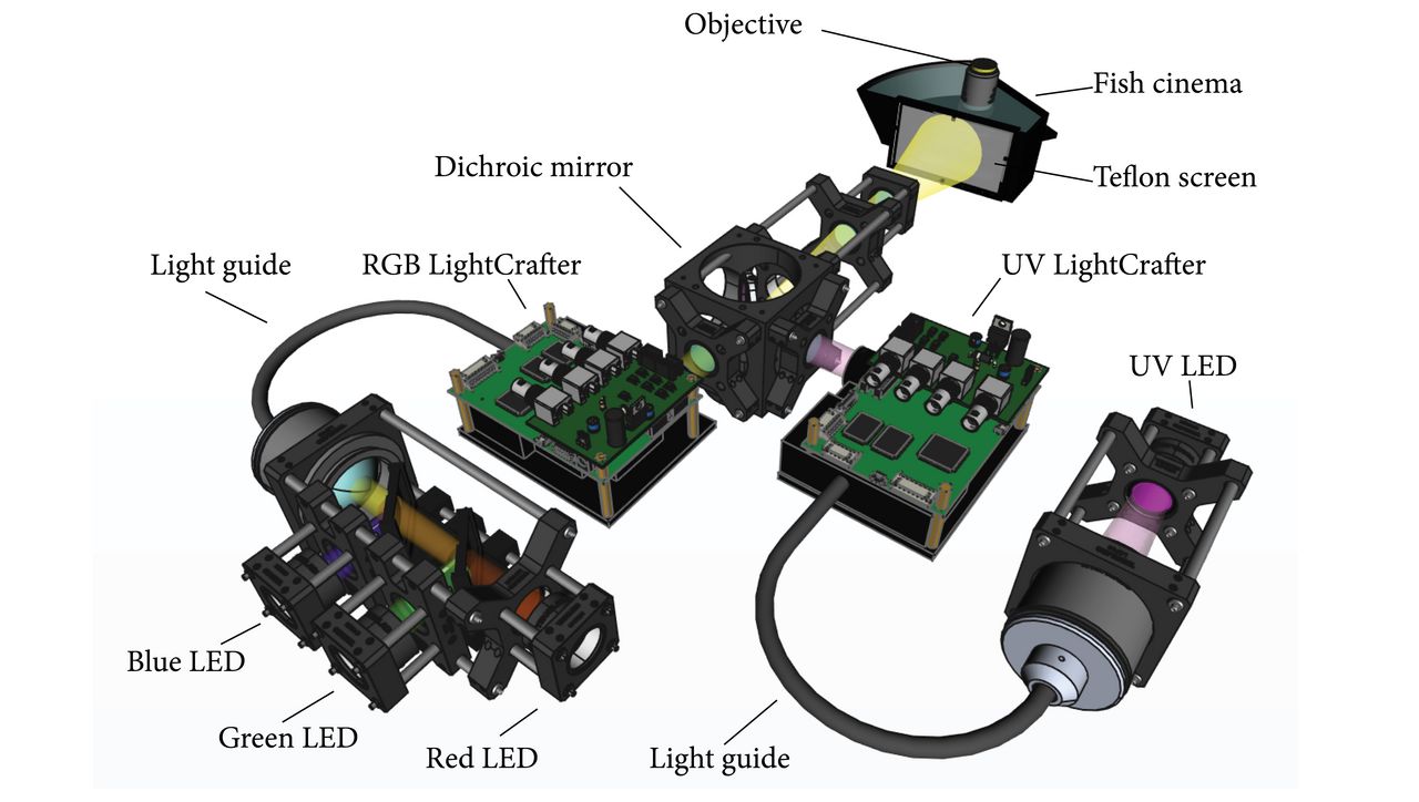 Example: Rendering of a 4-spectral channel R-G-B-UV zebrafish stimulator