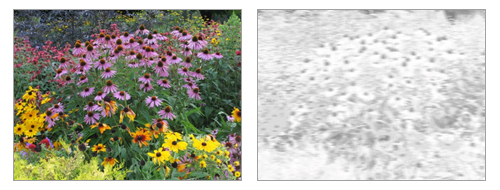 Impact of Achromatopsia