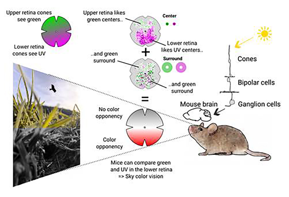 Neural circuits in the mouse retina support color vision in the upper visual field