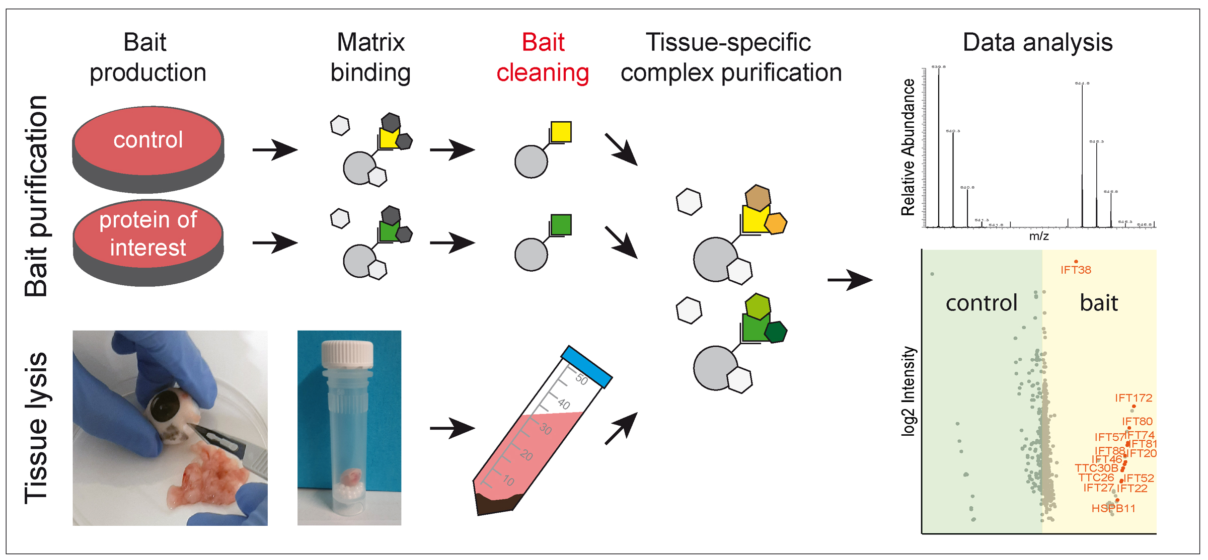 Figure Tissue- and isoform-specific protein complex analysis with natively processed bait proteins