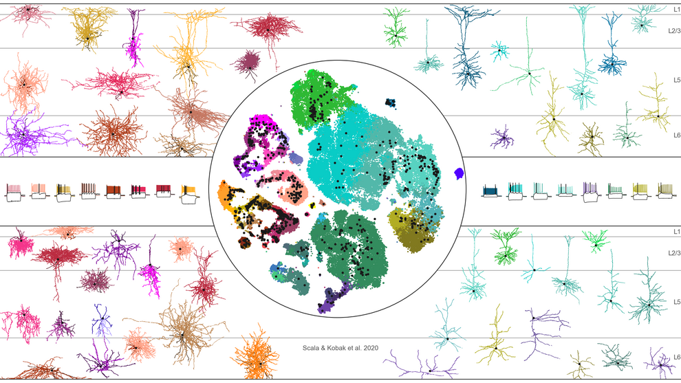 Exemplary morphologies and electrophysiological responses of neurons in mouse primary motor cortex.
